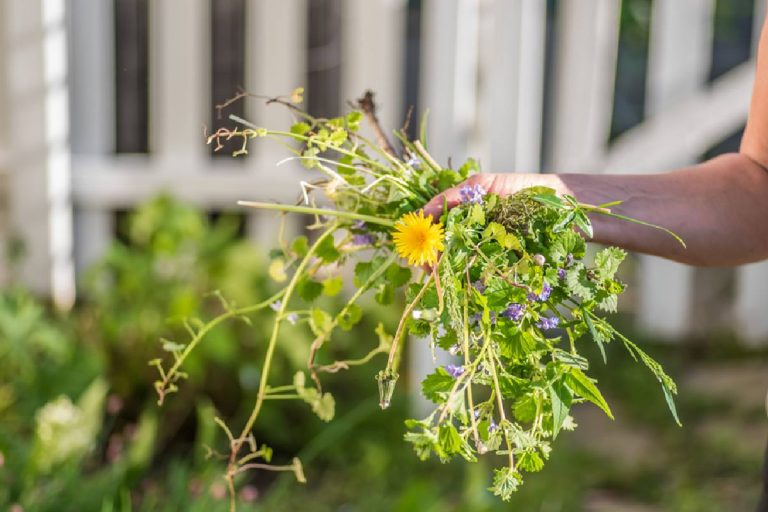 6 Noxious Weeds With Medicinal Applications