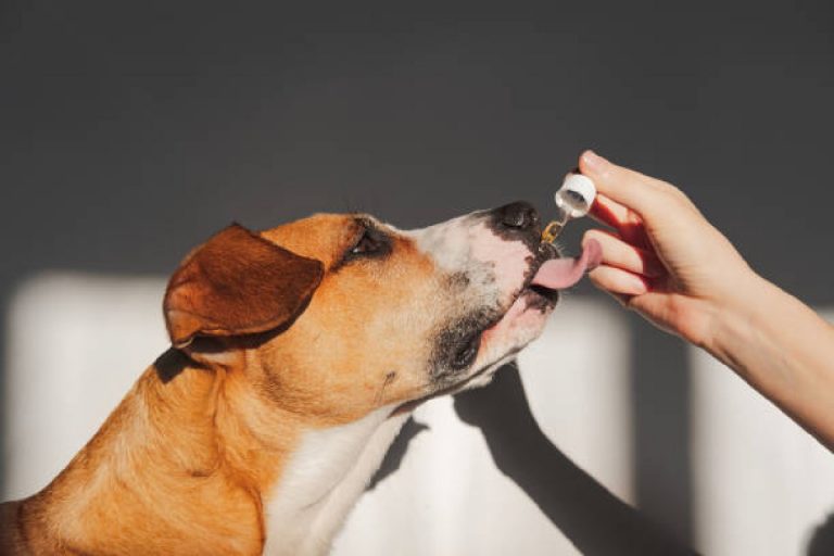 cbd oil for your dog