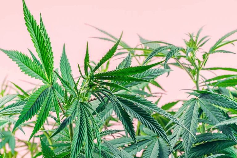CBD Products