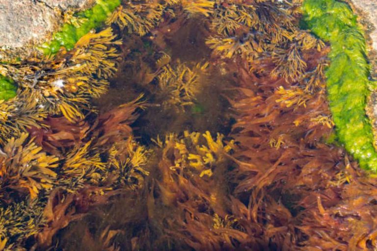 Shilajit And Sea Moss