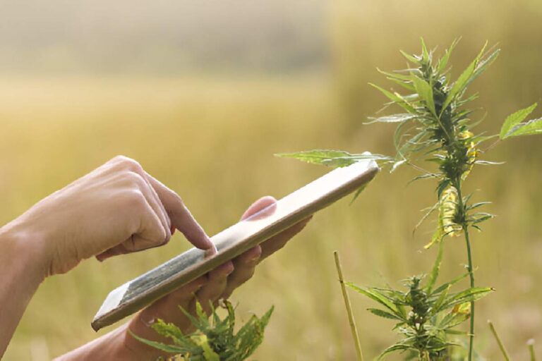 CBD For Cancer Pain