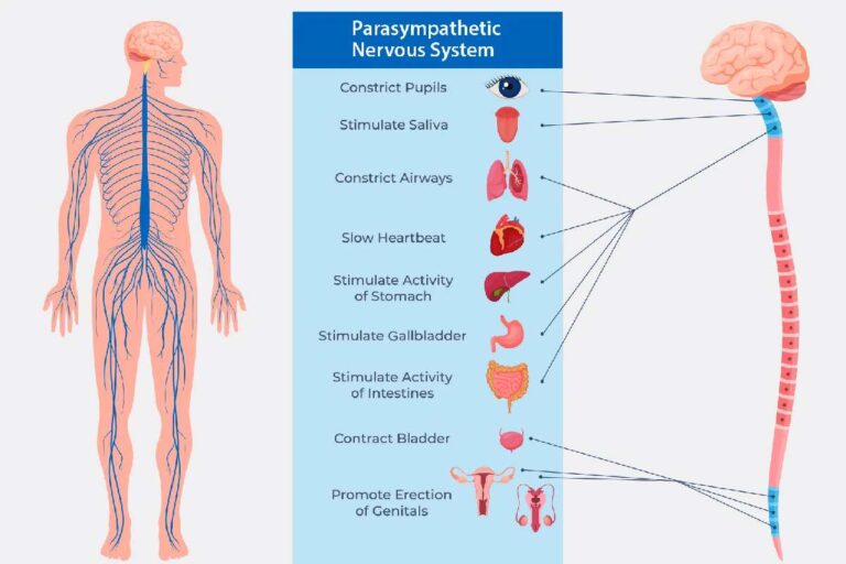 3 Secrets To Activate the Parasympathetic Nervous System